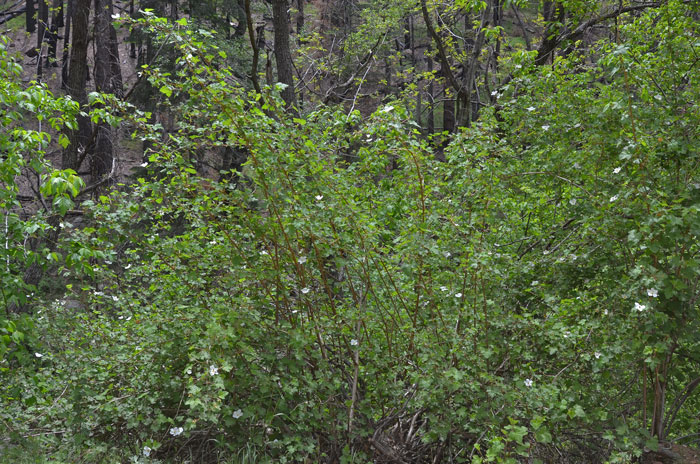 New Mexico Raspberry grows from 6 to 9 feet or so and its red thinly fleshy fruits are not very palatable as are other raspberries. Rubus neomexicanus New Mexico Raspberry grows from 6 to 9 feet or so and its red thinly fleshy fruits are not very palatable as are other raspberries. Rubus neomexicanus